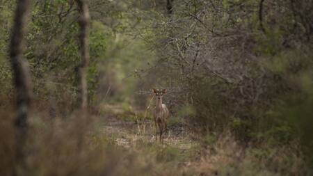 Parque Nacional Copo. Foto: Argentina.gob