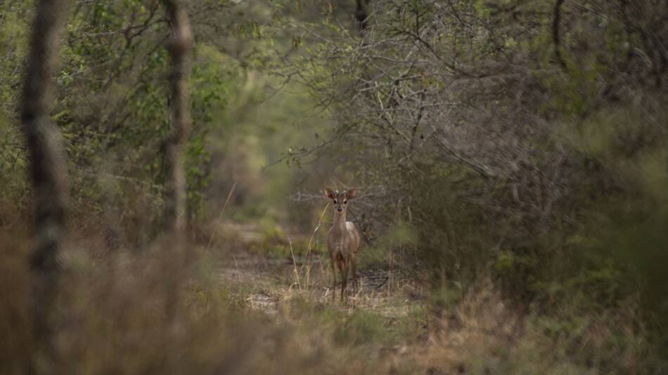 Parque Nacional Copo. Foto: Argentina.gob