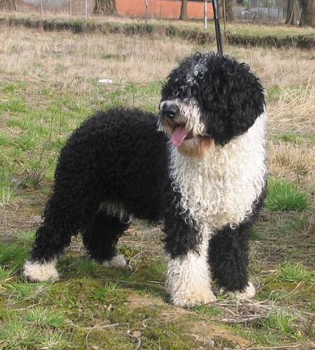 Perro de agua. Foto: Wikipedia.