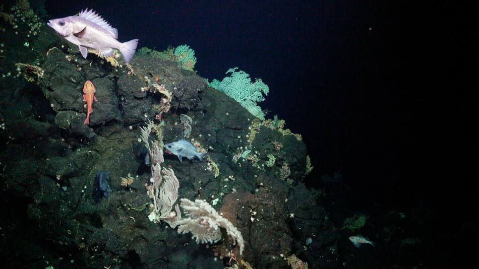Especies marinas desconocidas fueron halladas. Foto: ROV SuBastian / Schmidt Ocean Institute