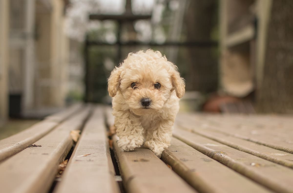 Caniche Toy