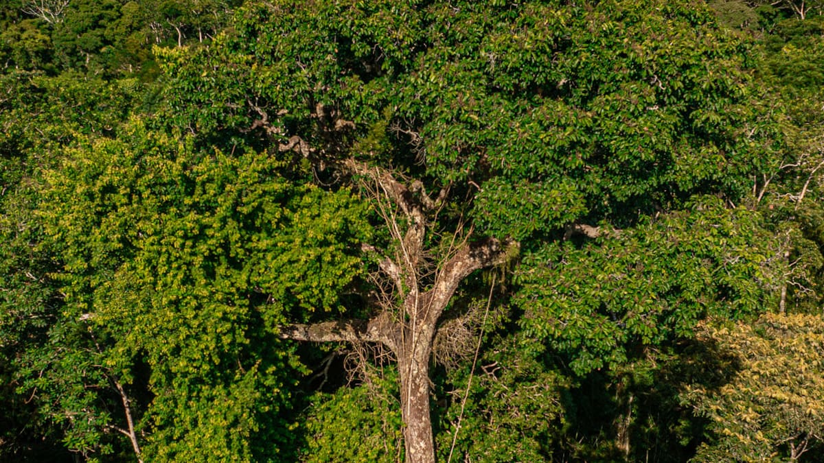 El magnífico árbol que cuida el ecosistema