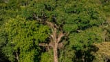 El árbol milenario que garantiza la salud de la selva tropical de ecosistemas en América Latina