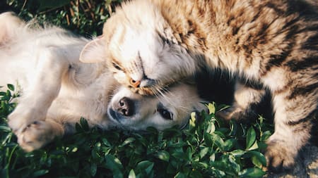 Perros y gatos. Foto: Unsplash