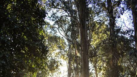 Bosque Peralta Ramos, Mar del Plata. Foto mardelplatasecreta.ar