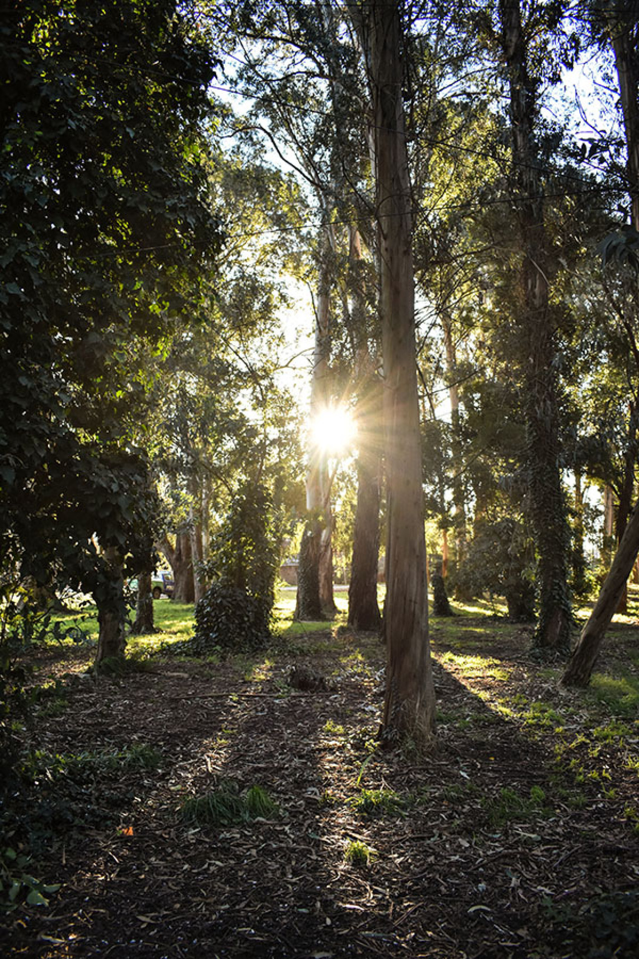 Bosque Peralta Ramos, Mar del Plata. Foto mardelplatasecreta.ar