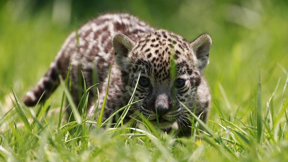 Jaguar. Foto: EFE.