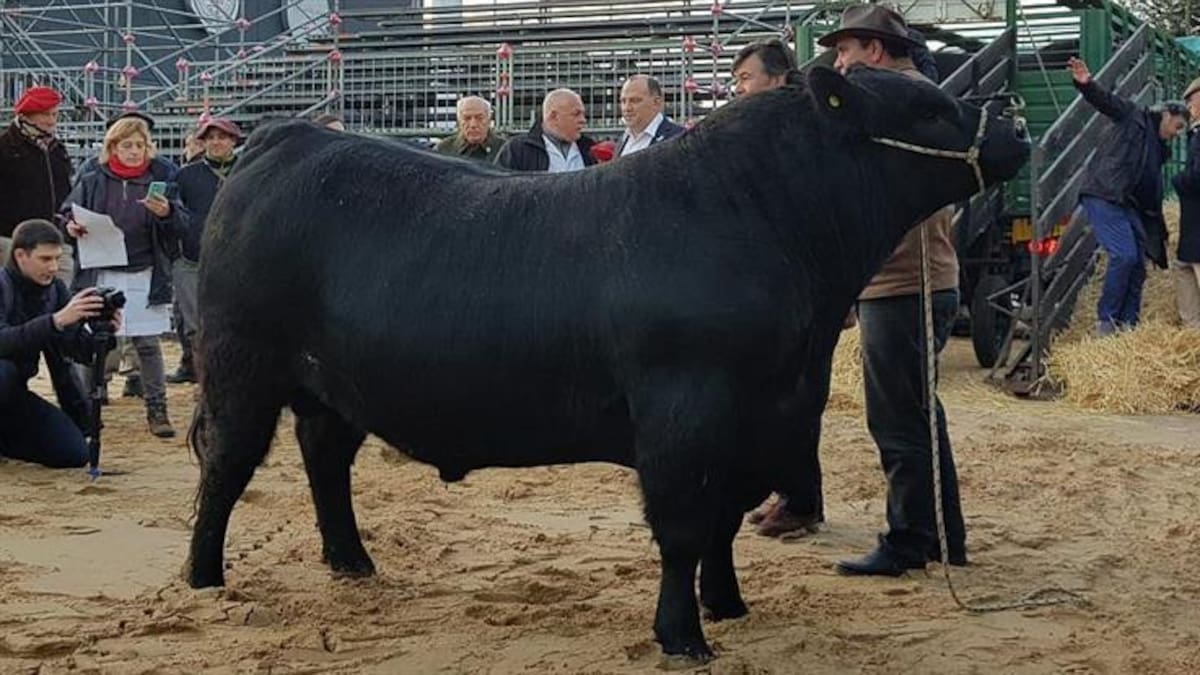 Toro - La Rural