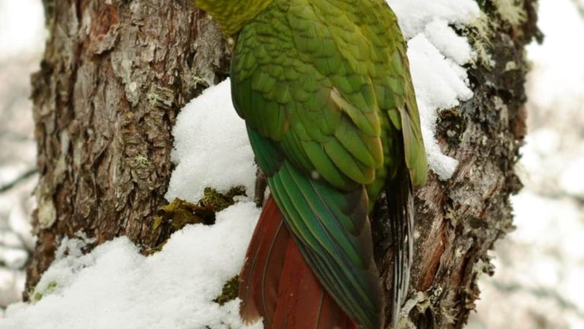 Aparece con el frío: el pájaro que invade las calles anunciando la llegada de la nieve