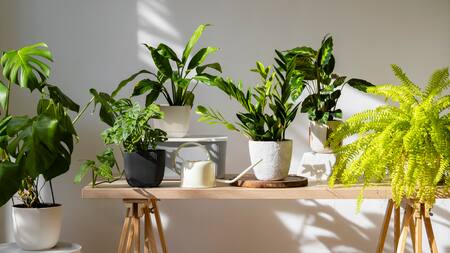 Plantas de interior y alergias.