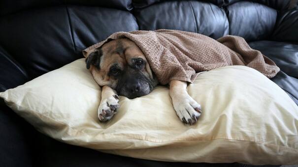 Temperaturas bajas, cuidados altos: cómo mantener saludables y abrigadas a las mascotas durante la época invernal