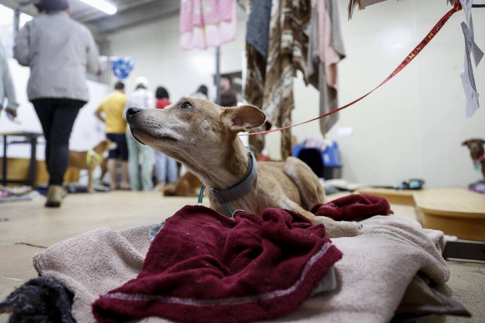 Perros rescatados de la inundación en Brasil. Foto: EFE.