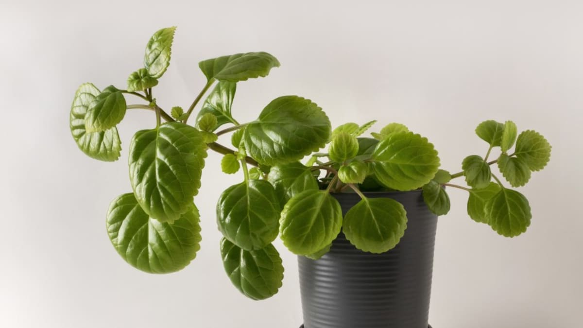 Planta del dinero