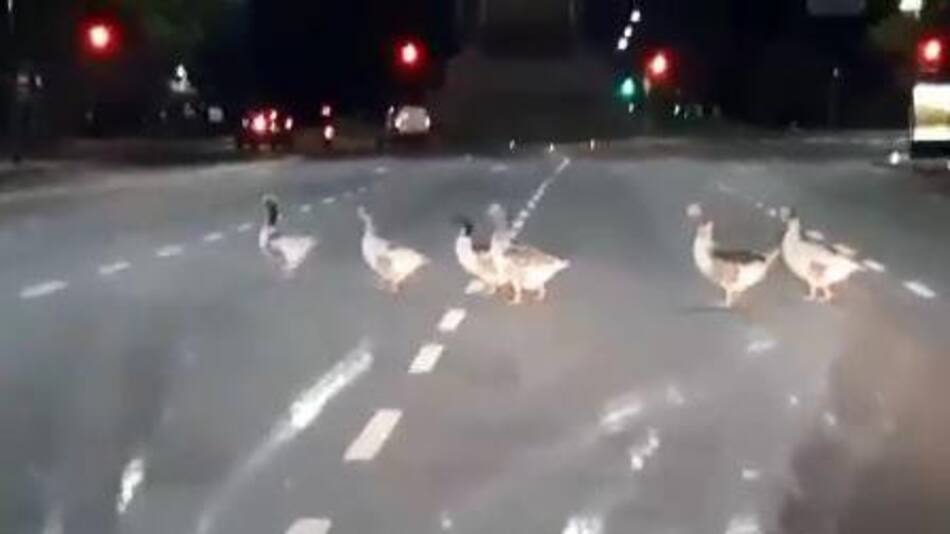 Marcha de patos en Palermo en plena cuarentena