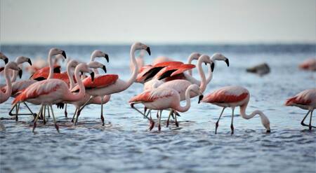 Flamencos, laguna Mar Chiquita, Córdoba. Foto X.