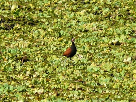 Jacana, ave. Foto X @ave_fragata