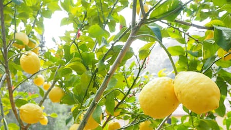 Cáscaras de banana en el limonero: el truco casero y muy fácil de aplicar que mantiene sano al árbol