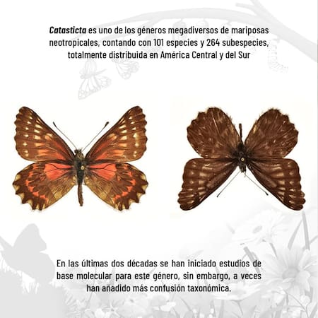 Identifican a un nuevo género de mariposa de los Andes, llamado