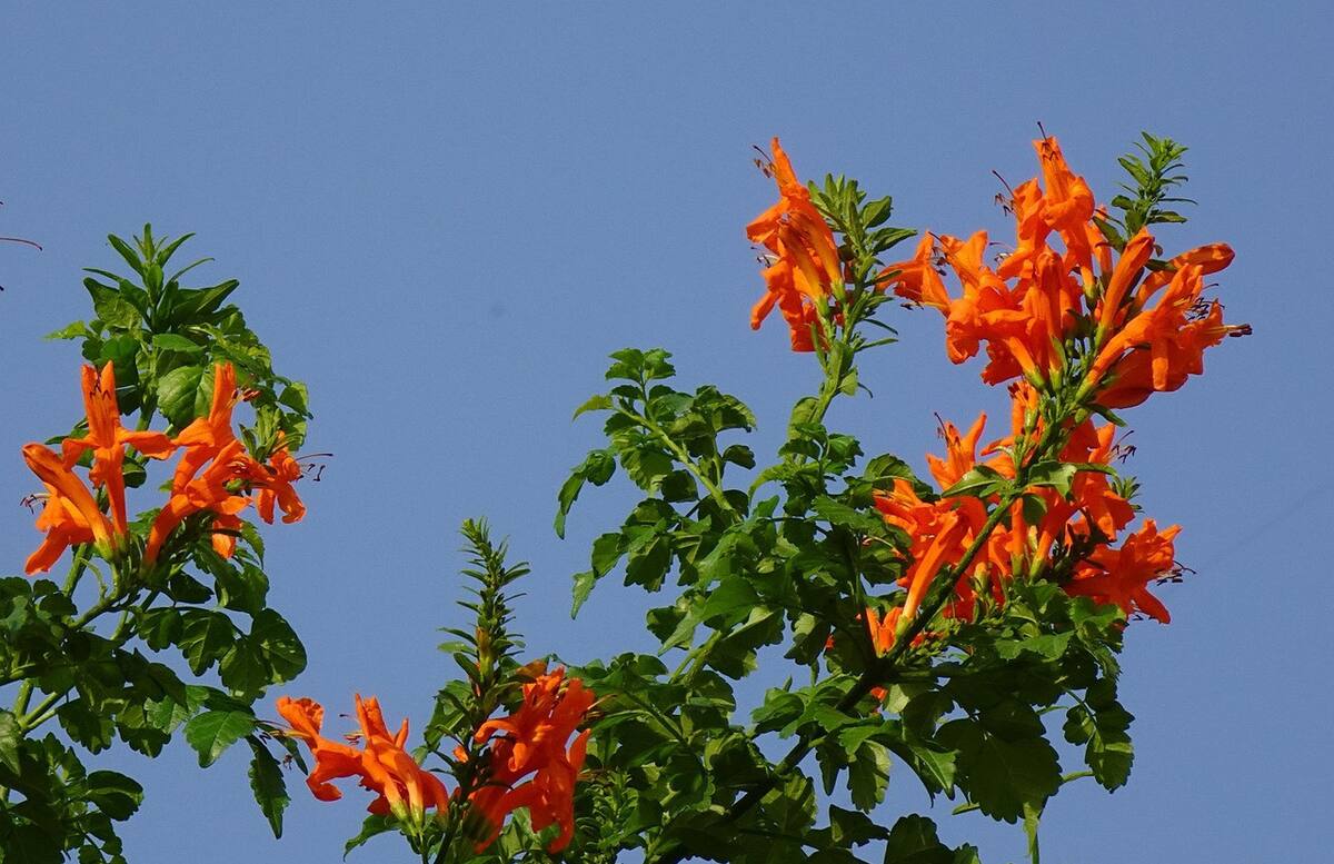 Bignonia, flor. Foto: Pixabay.