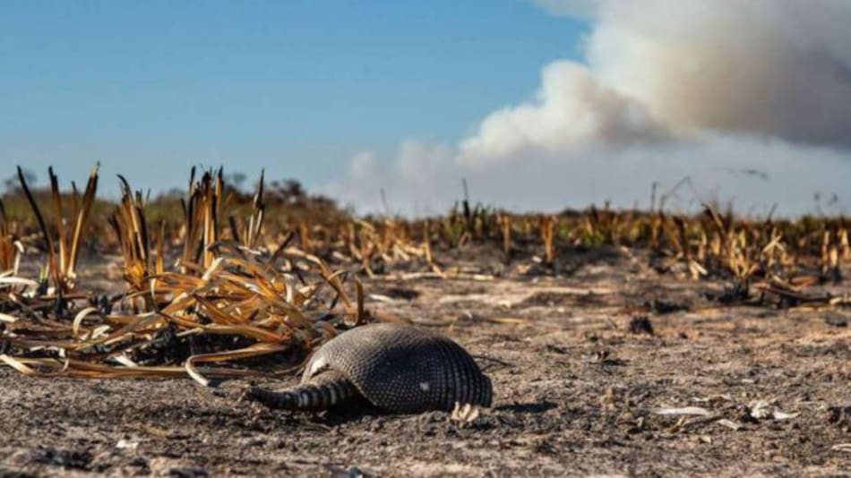 Incendios en Corrientes, foto NA