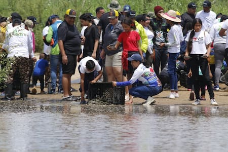 Liberación de tortugas en Venezuela. Fuente: Ministerio de Ecosocialismo Venezuela