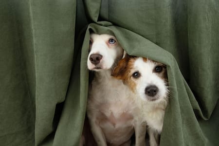 Perros, mascotas. Foto: Reuters, Alamy