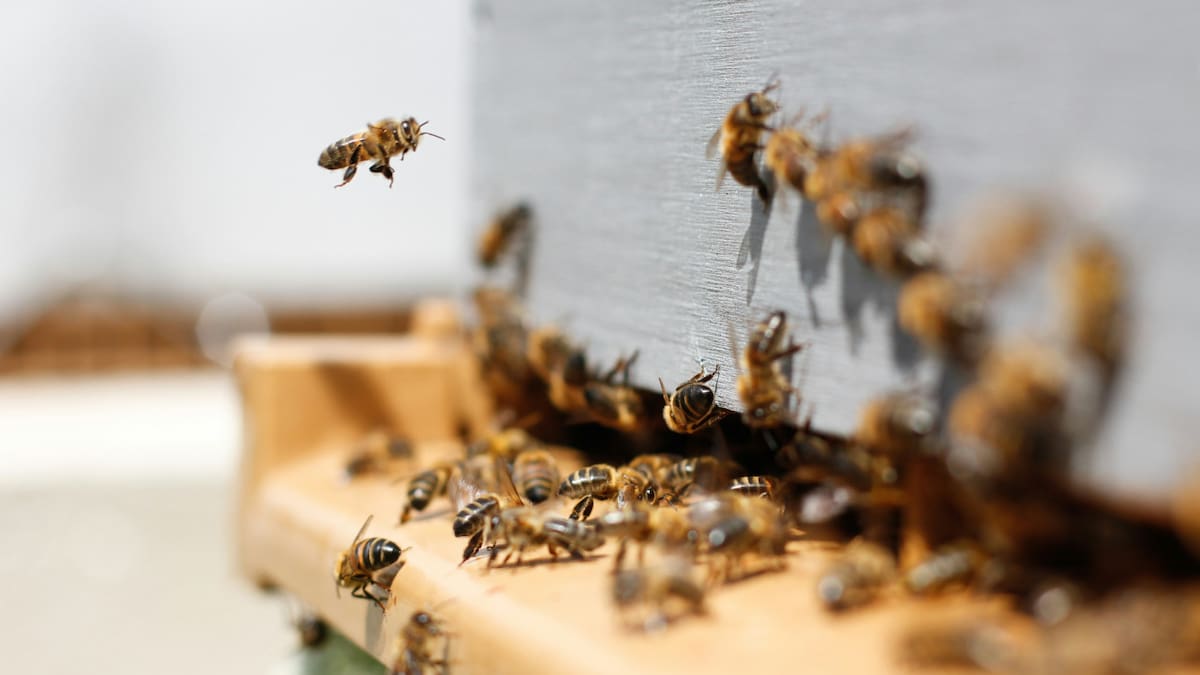 Abejas. Foto: Unsplash