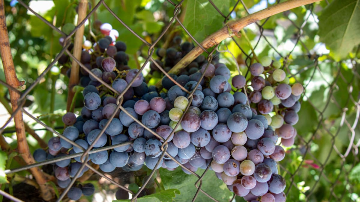 Uvas moradas. Foto: Alamy