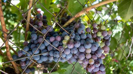 Uvas moradas. Foto: Alamy