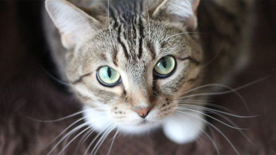 Gato