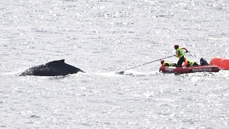 Liberan a una ballena que se quedó atrapada en redes de pesca en la bahía de Sídney. Foto: EFE.