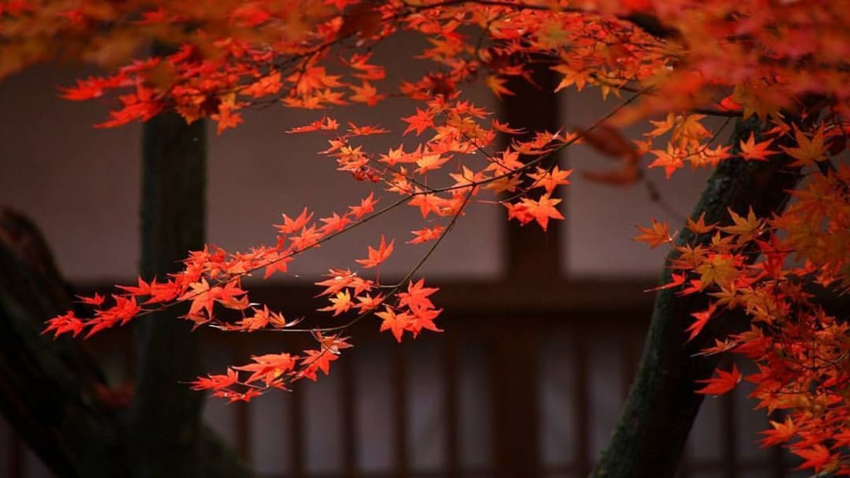 Árbol japones