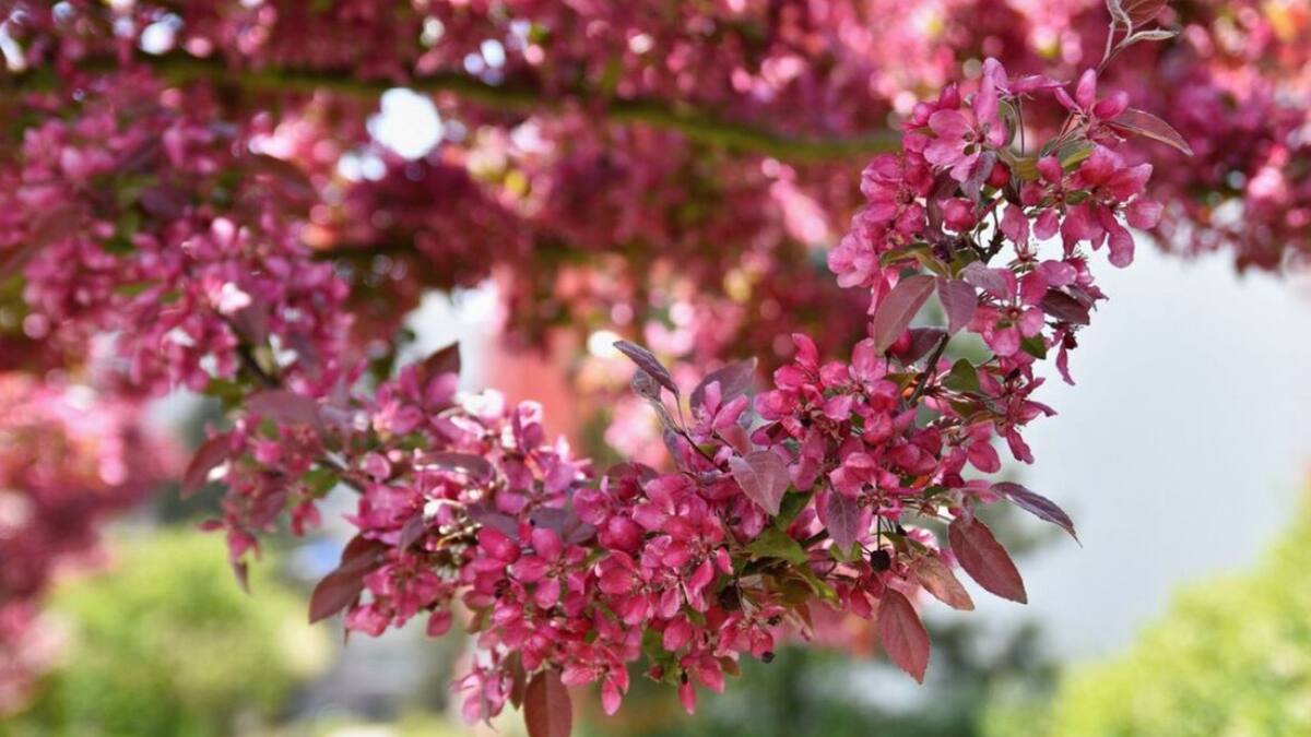 Lagerstroemia, árbol. Foto: Freepik