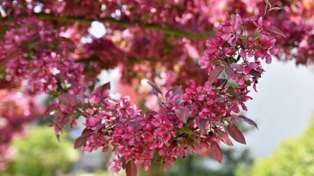 Lagerstroemia, árbol. Foto: Freepik