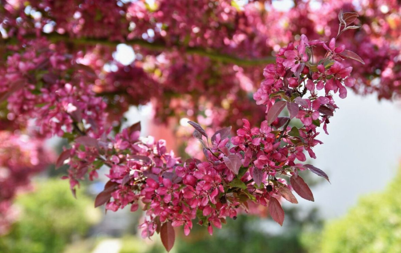 Lagerstroemia, árbol. Foto: Freepik