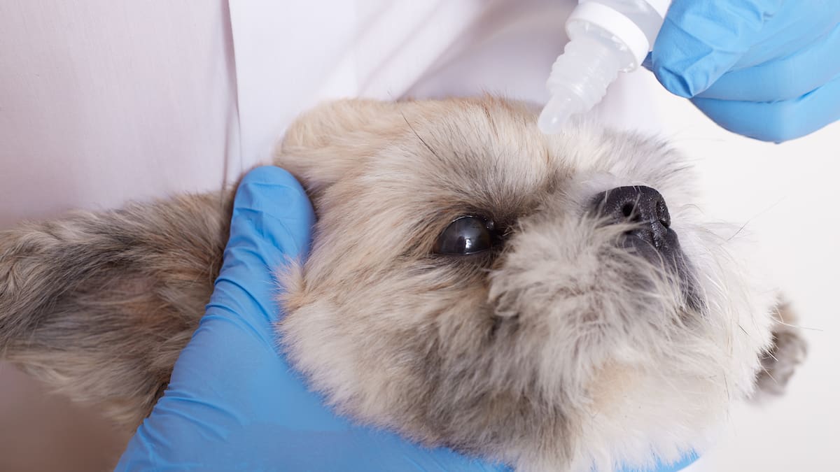 Alan Vater, oftalmólogo veterinario: “Enfermedades que antes terminaban en ceguera pueden tratarse exitosamente si se detectan a tiempo”