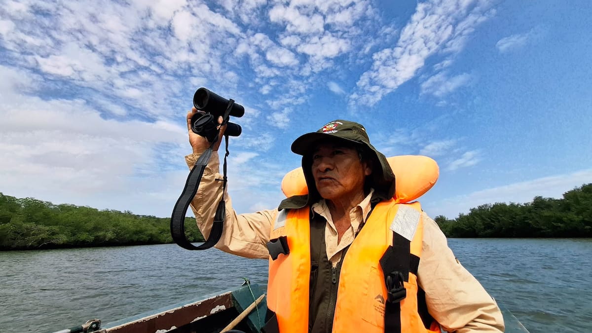 Proyecto pionero en Sudamérica: de qué trata la estrategia de “carbono azul” para restaurar bosques de manglares en Perú