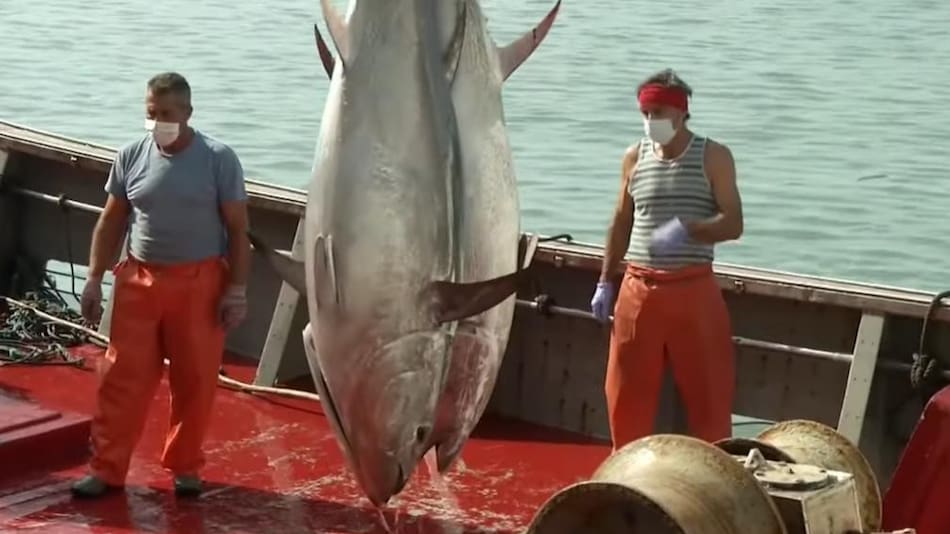 Venta del atún en España, EuroNews