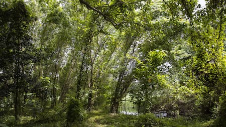Parque de Manglares de República Dominicana. Foto: EFE