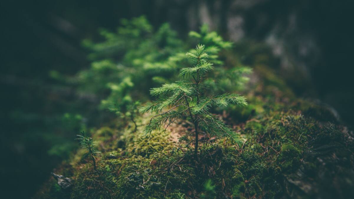 Medio ambiente. Foto: Unsplash.