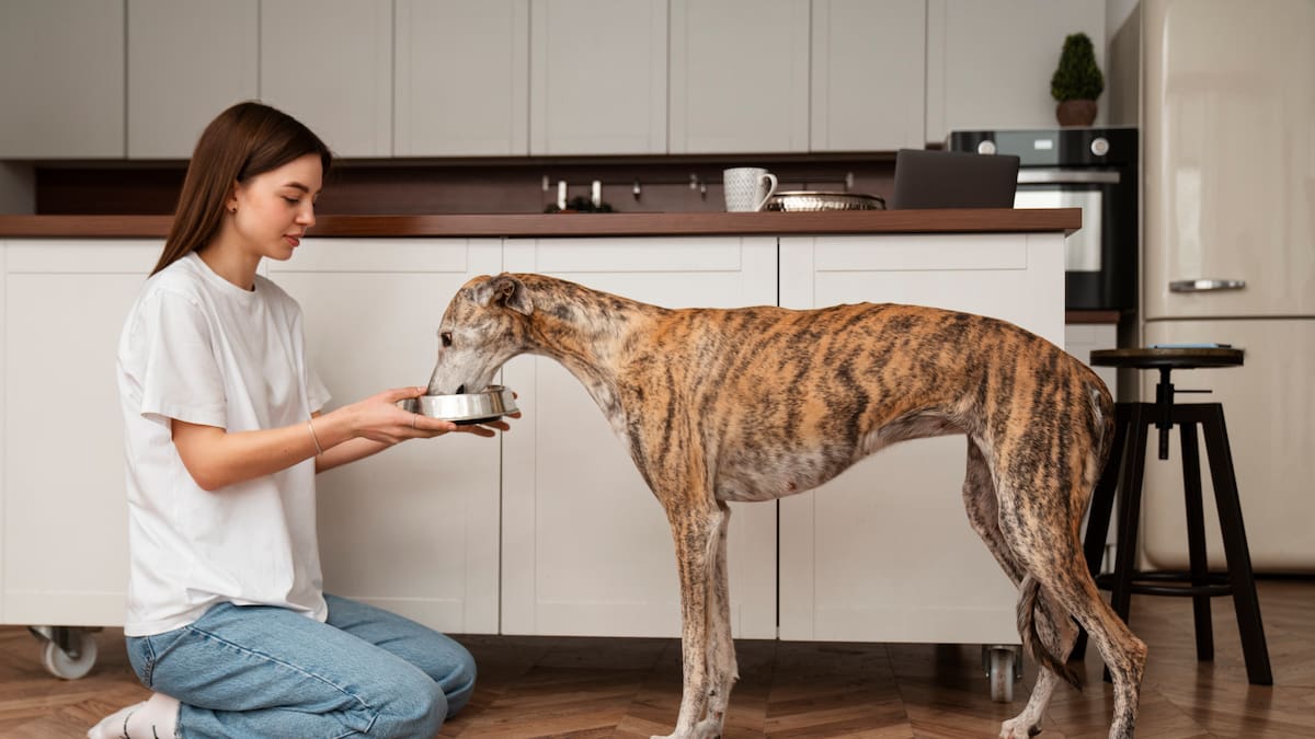 Cómo alimentar a un perro senior