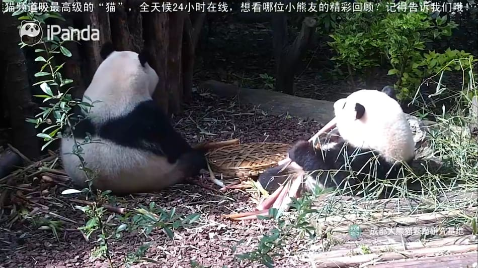 Transmisión en vivo de pandas. Foto: Captura iPanda.