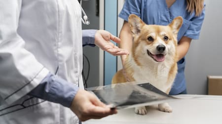 La nueva carrera de la UBA para los amantes de los animales con gran salida laboral. Foto Freepik