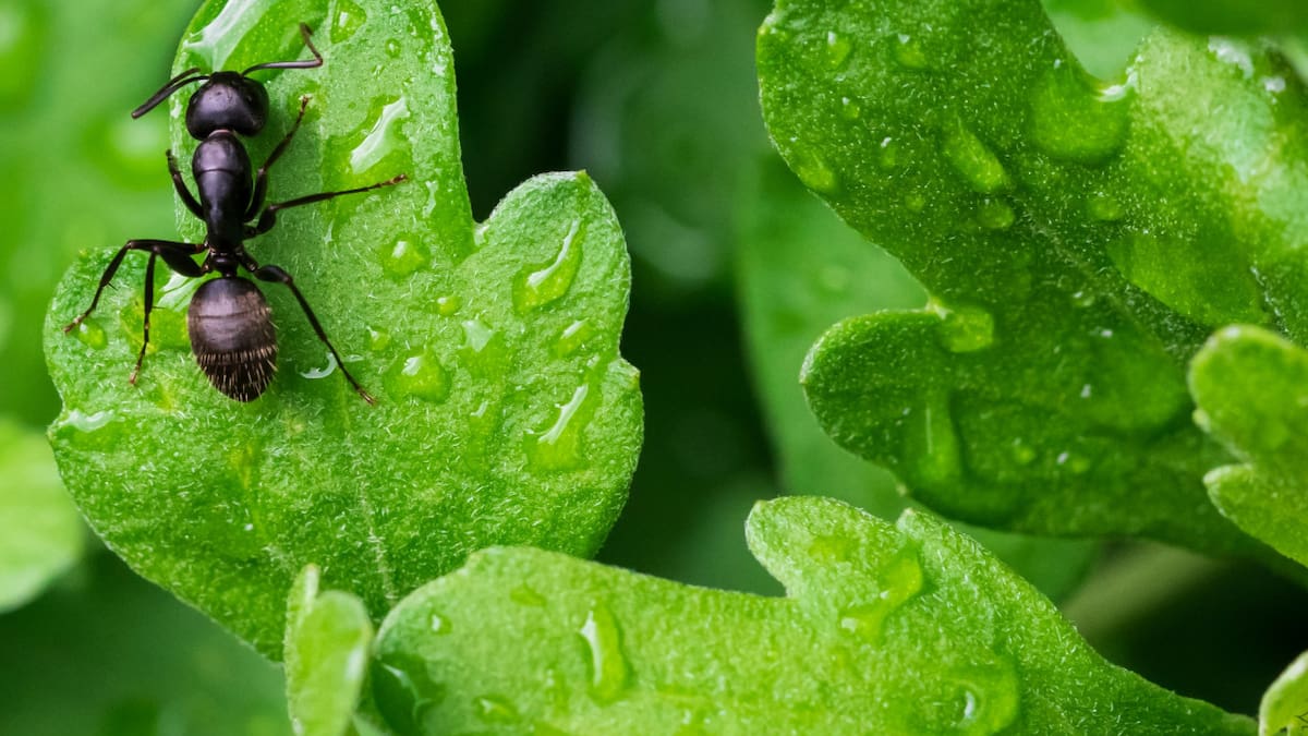 ¿Hormigas en el jardín? La forma más efectiva de erradicarlas. Foto: Unsplash.