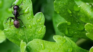 ¿Hormigas en tu jardín?: el truco casero, natural e infalible para erradicarlas sin usar químicos tóxicos