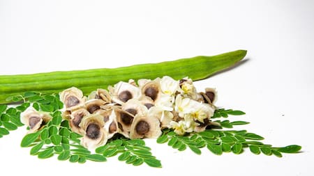 Extracto del árbol moringa. Foto: Unsplash.