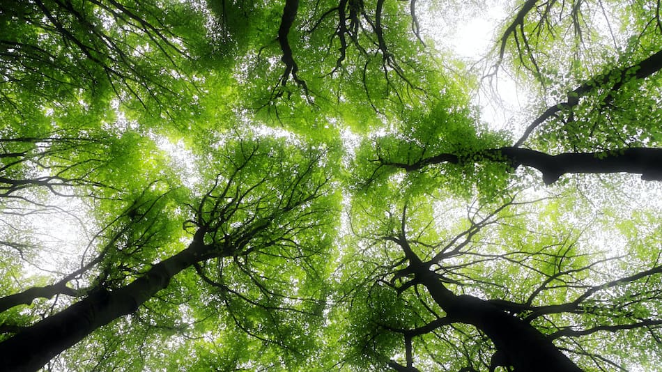 los bosques funcionan como sumideros de carbono. Fuente: Unsplash.