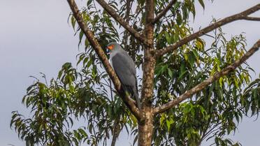 Así es el árbol “cazapájaros” del Pacífico que mata aves en islas remotas: un misterio que intriga a la ciencia