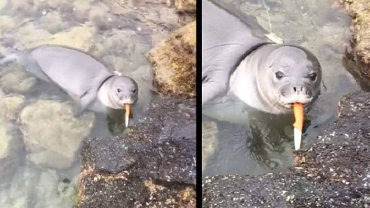 Foca con navaja