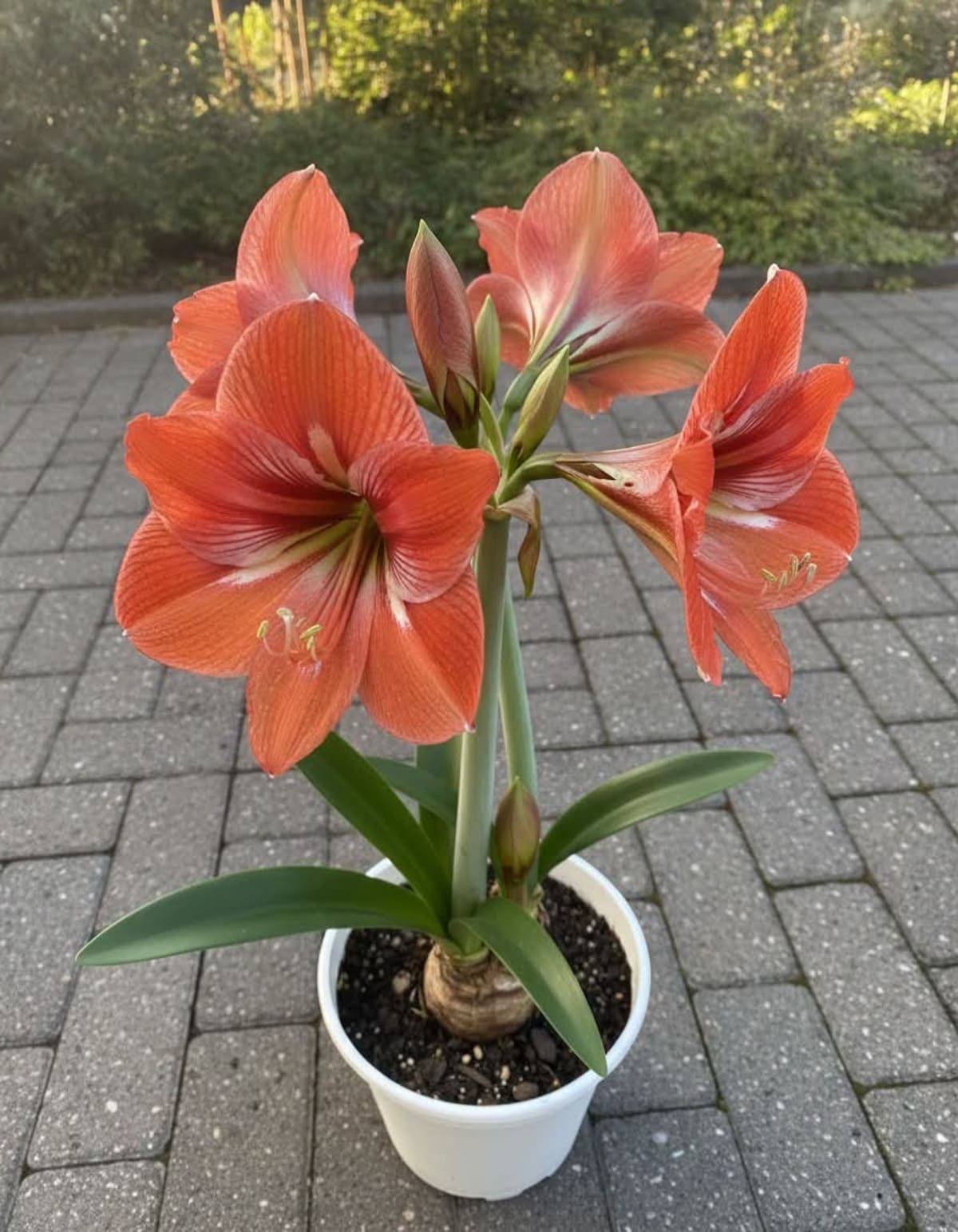Amarilis: la planta de flores grandes y coloridas que puede cultivarse en macetas y decorar los interiores.